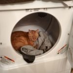 Cat in Dryer